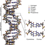DNA Structure: DNA Testing