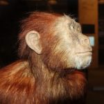 Australopithecus afarensis reconstruction of Lucy