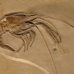 Aeger elegans fossil - The exhibit from the Museum of Natural History in Berlin (Museum für Naturkunde)