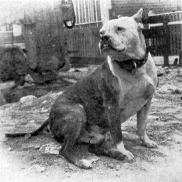 The American Gentleman – Genealogy of the Boston Terrier