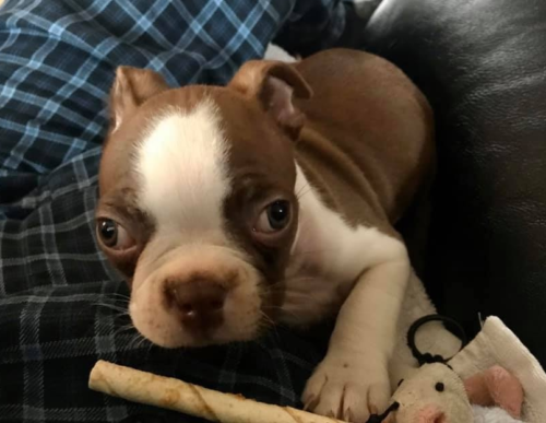 Boston Terrier Puppy - 9 weeks old
